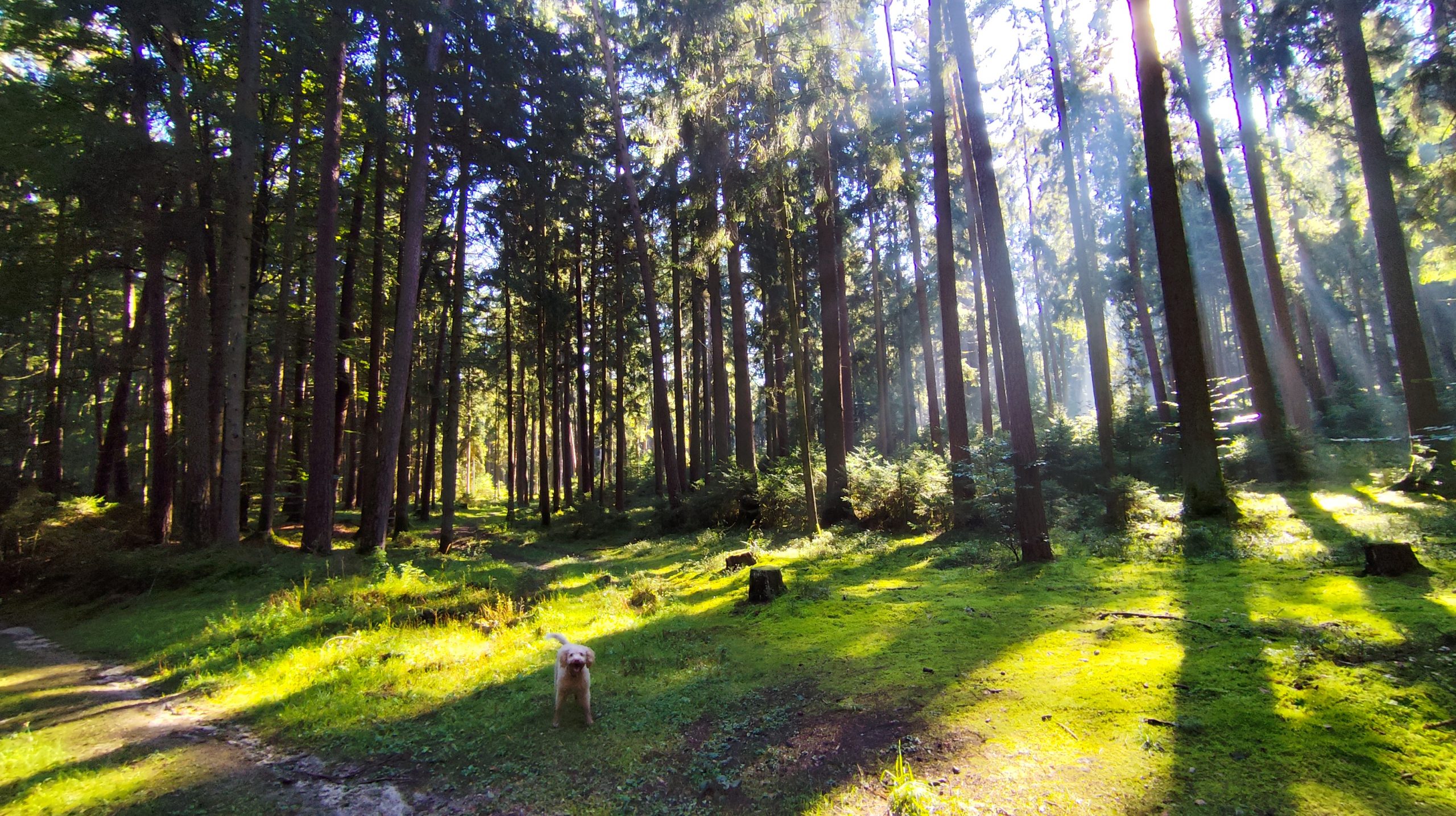 Pilzwanderung im Ostallgäu mit der VHS Schongau 09:00 bis 12:00 Uhr