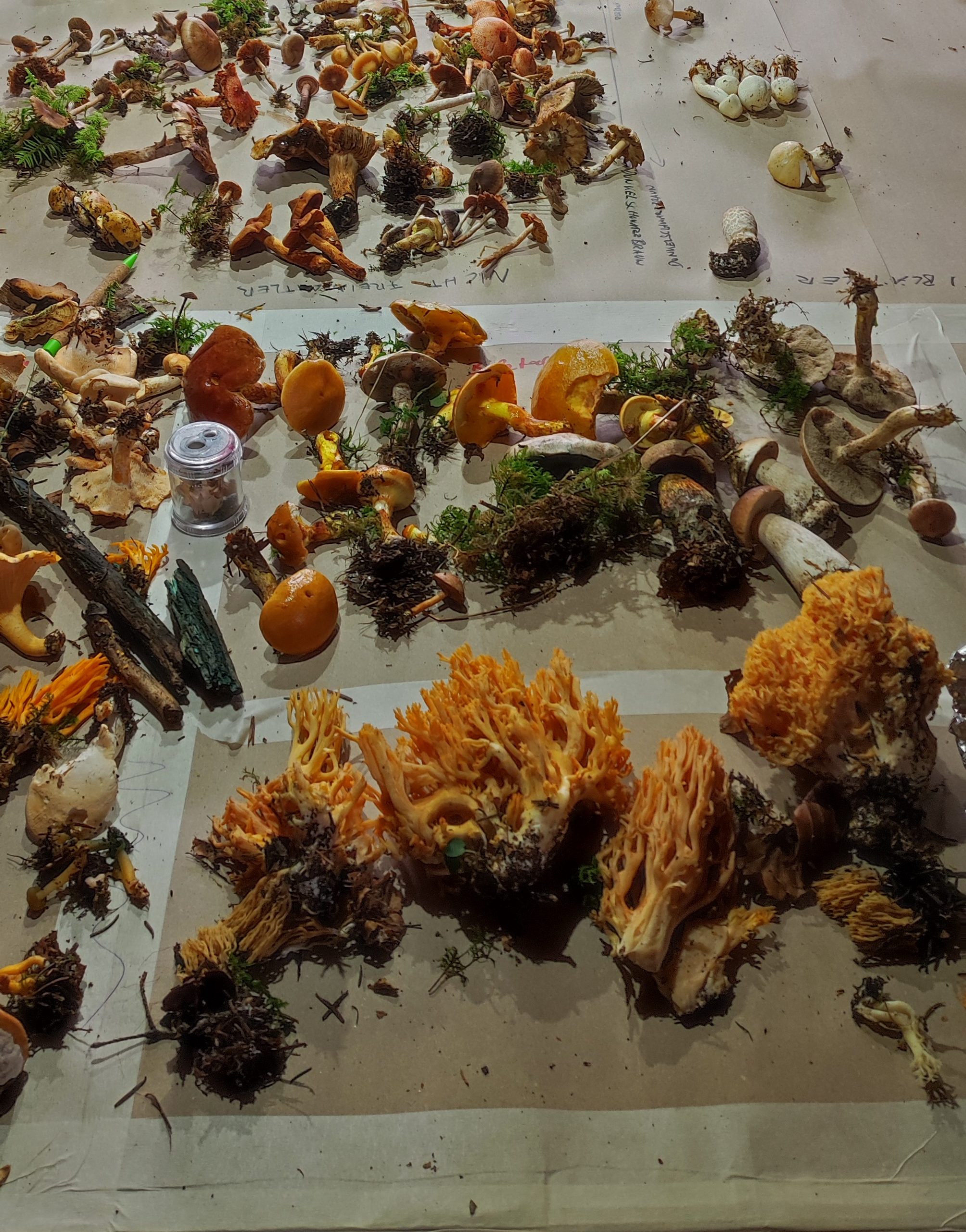 Die wichtigsten Pilz-Gattungen unserer einheimischen Wälder (Gattungslehre)
